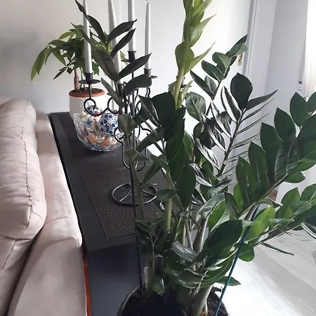 Guest house Domus Del Corso